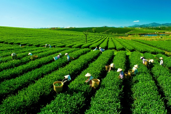da lat coffee plantation