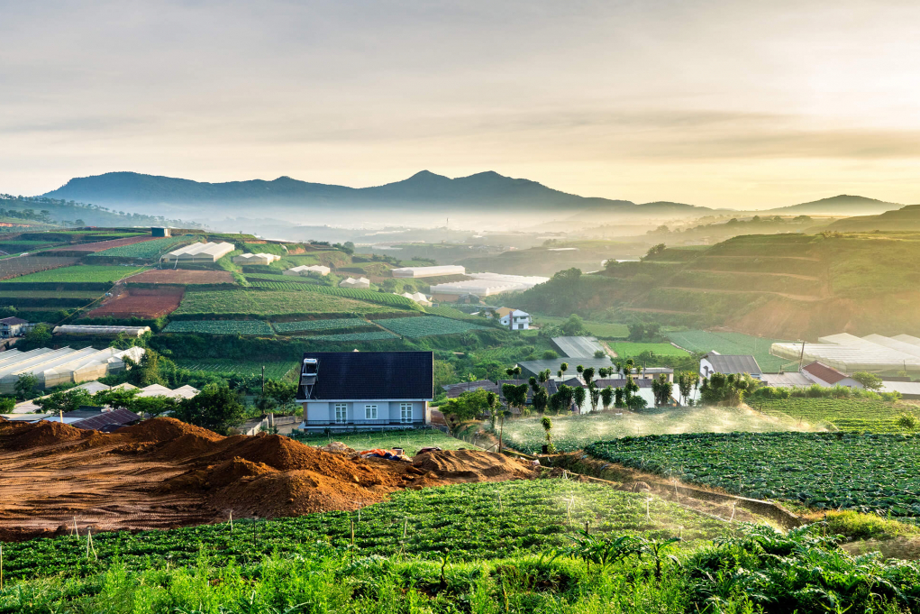 da lat coffee plantation