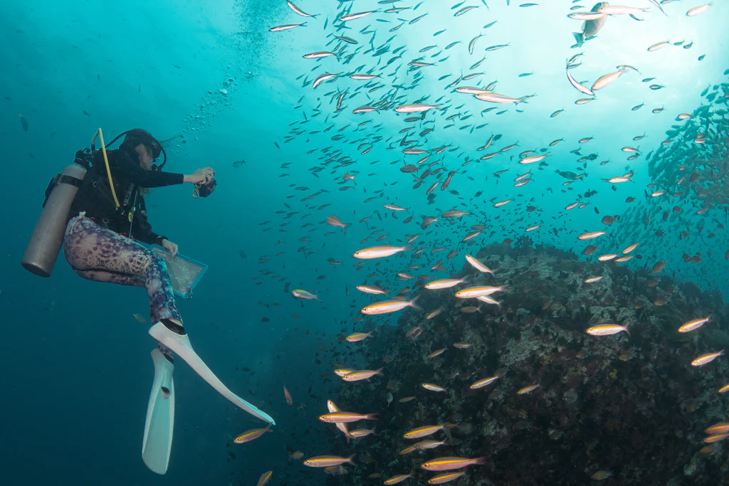 chumphon pinnacle - lặn biển koh tao