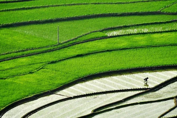 đồng lúa dương châu trung quốc