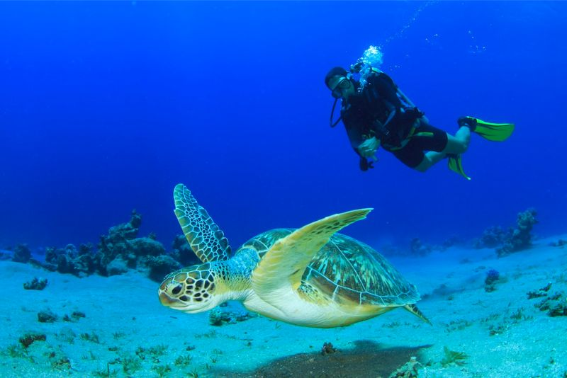 lặn biển Koh Tao