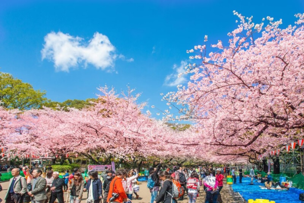 le-hoi-hoa-anh-dao-seoul