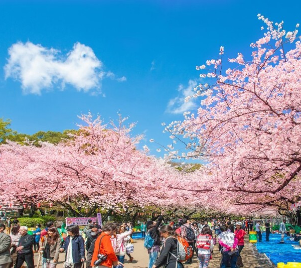 le-hoi-hoa-anh-dao-seoul