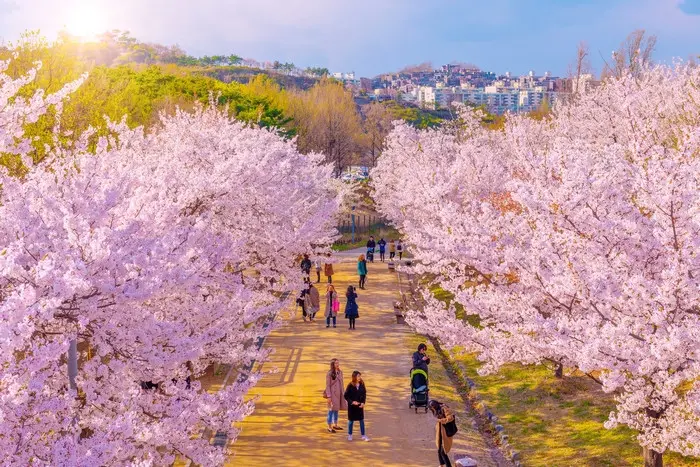 lễ hội hoa anh đào seoul