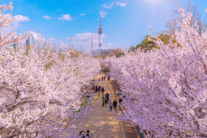 hoa anh đào công viên yeouido