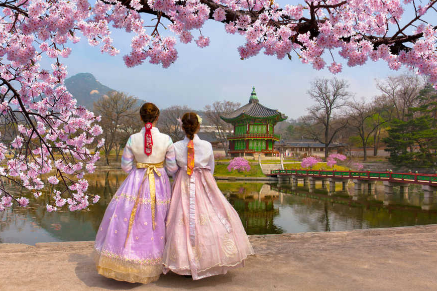 lễ hội hoa anh đào seoul