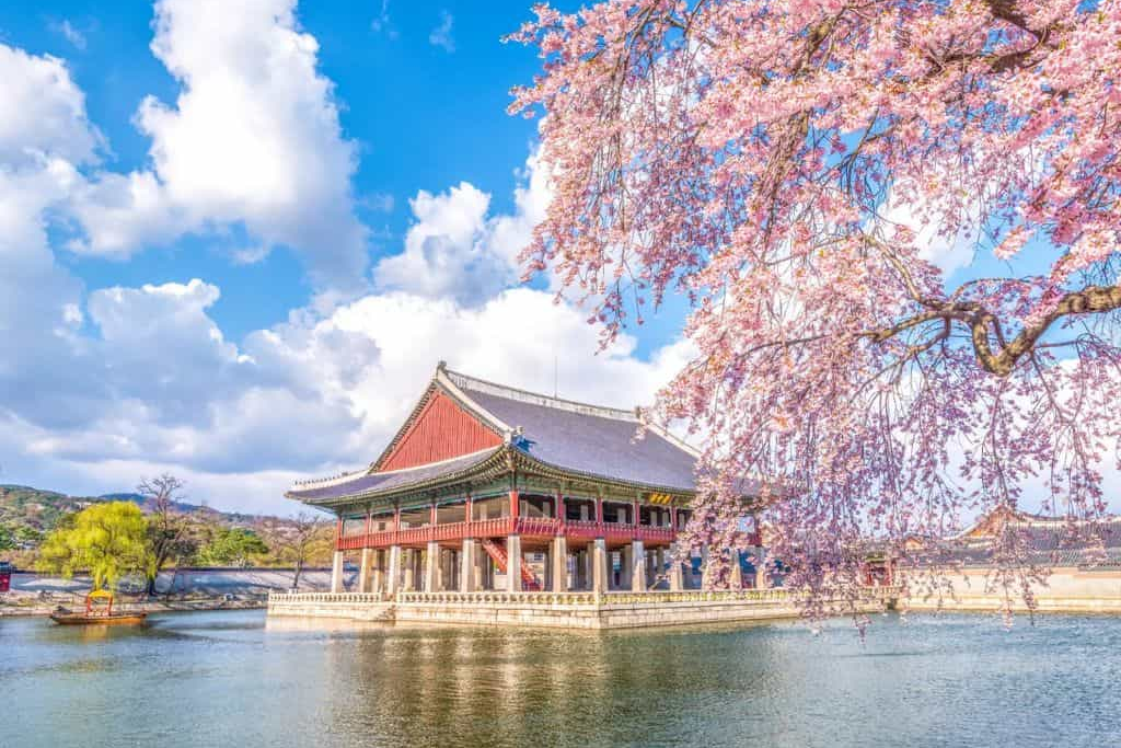 cung điện Gyeongbokgung mùa hoa đào