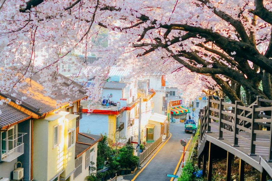 hoa anh đào làng bukchon hanok