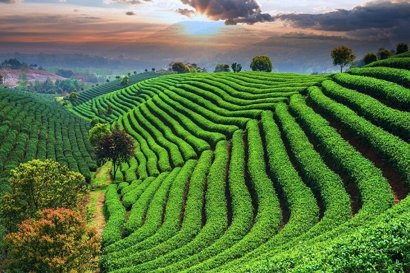 trà long tỉnh hàng châu