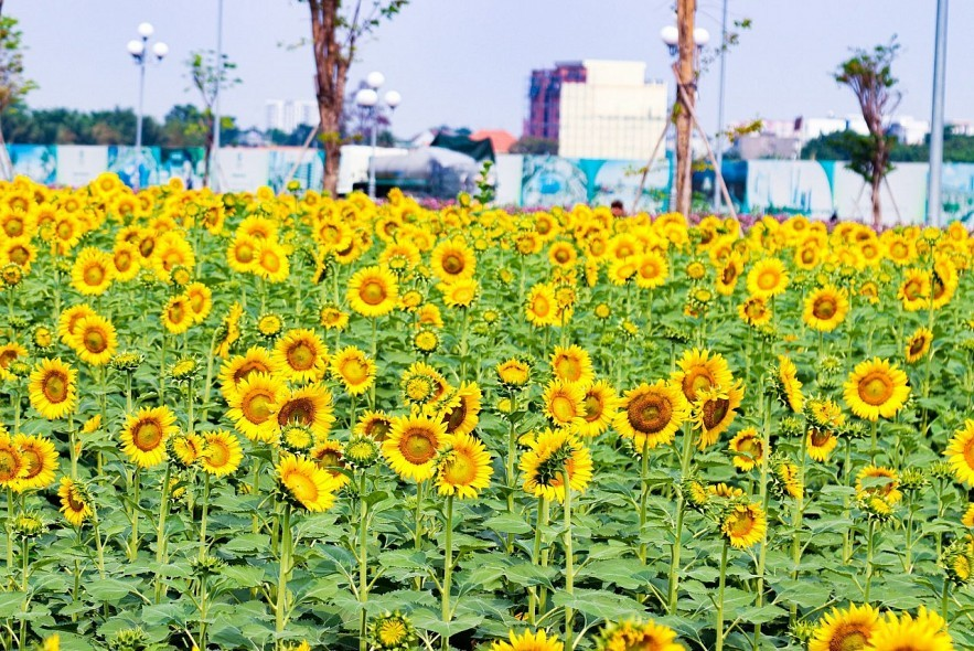 Lễ hội hoa hướng dương tại Gochang