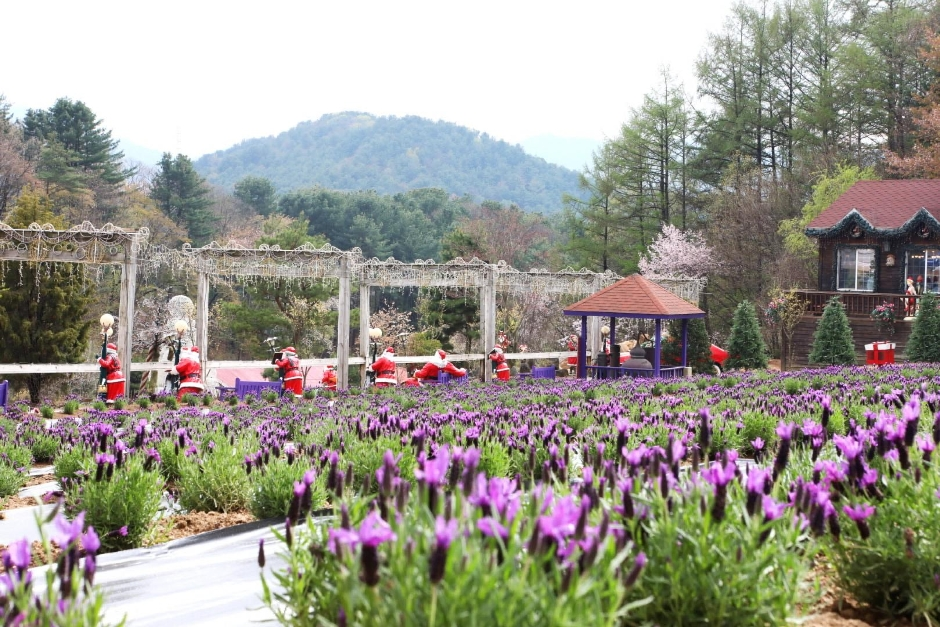 Lễ hội lavender tại Herb Island, Pocheon - lễ hội hoa mùa hè hàn quốc