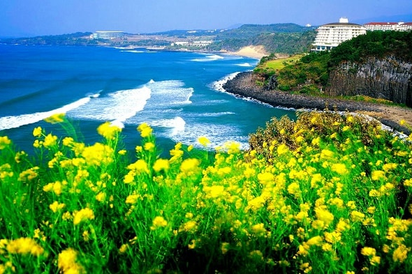 đảo jeju